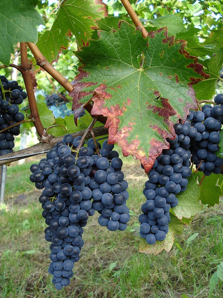 Cabernet Jura