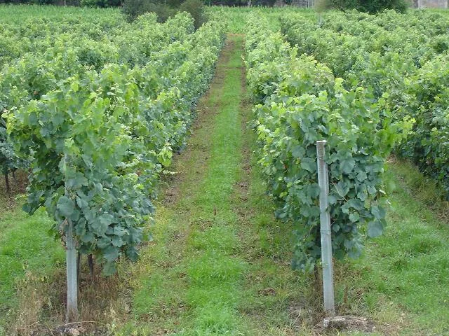 Vinho Verde