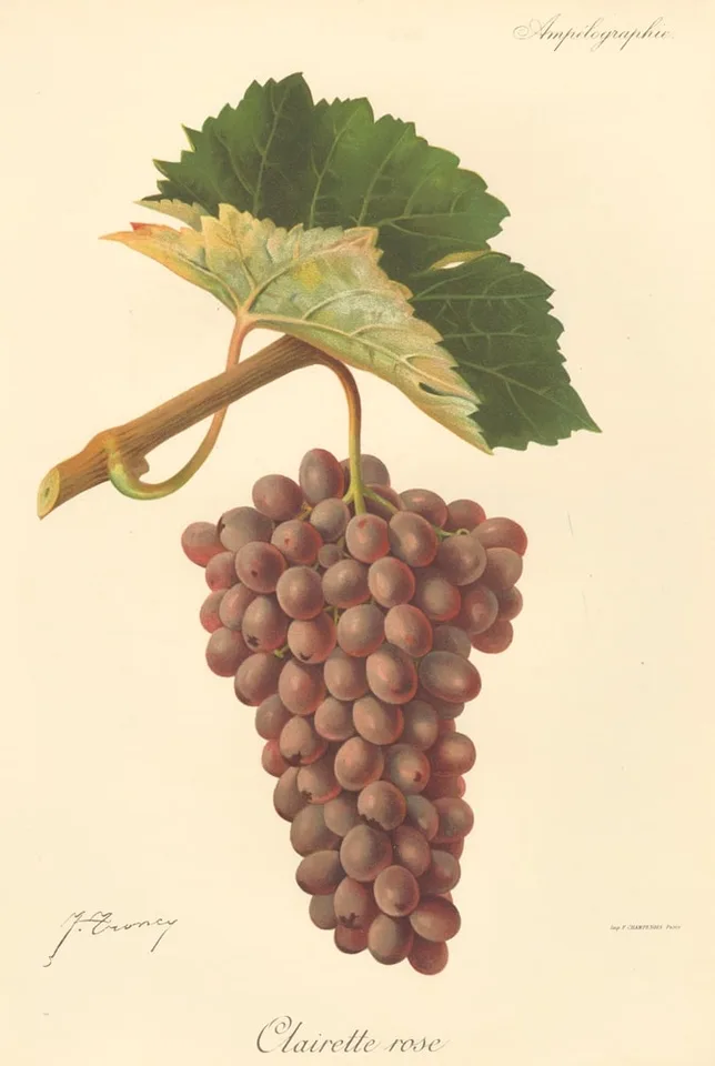 Clairette Rose