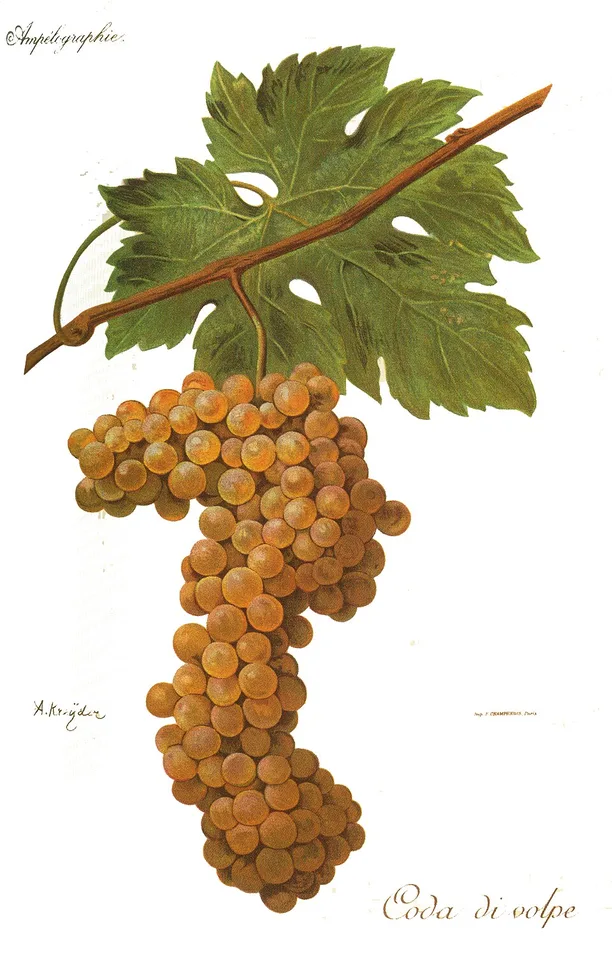 Coda di Volpe