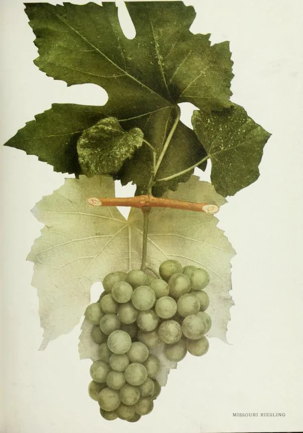 Missouri Riesling