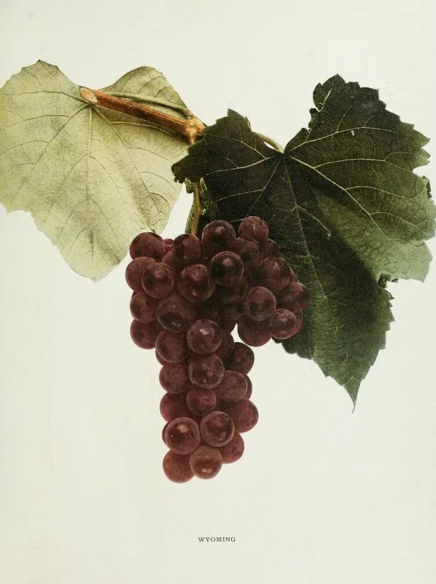 Wilmington Red