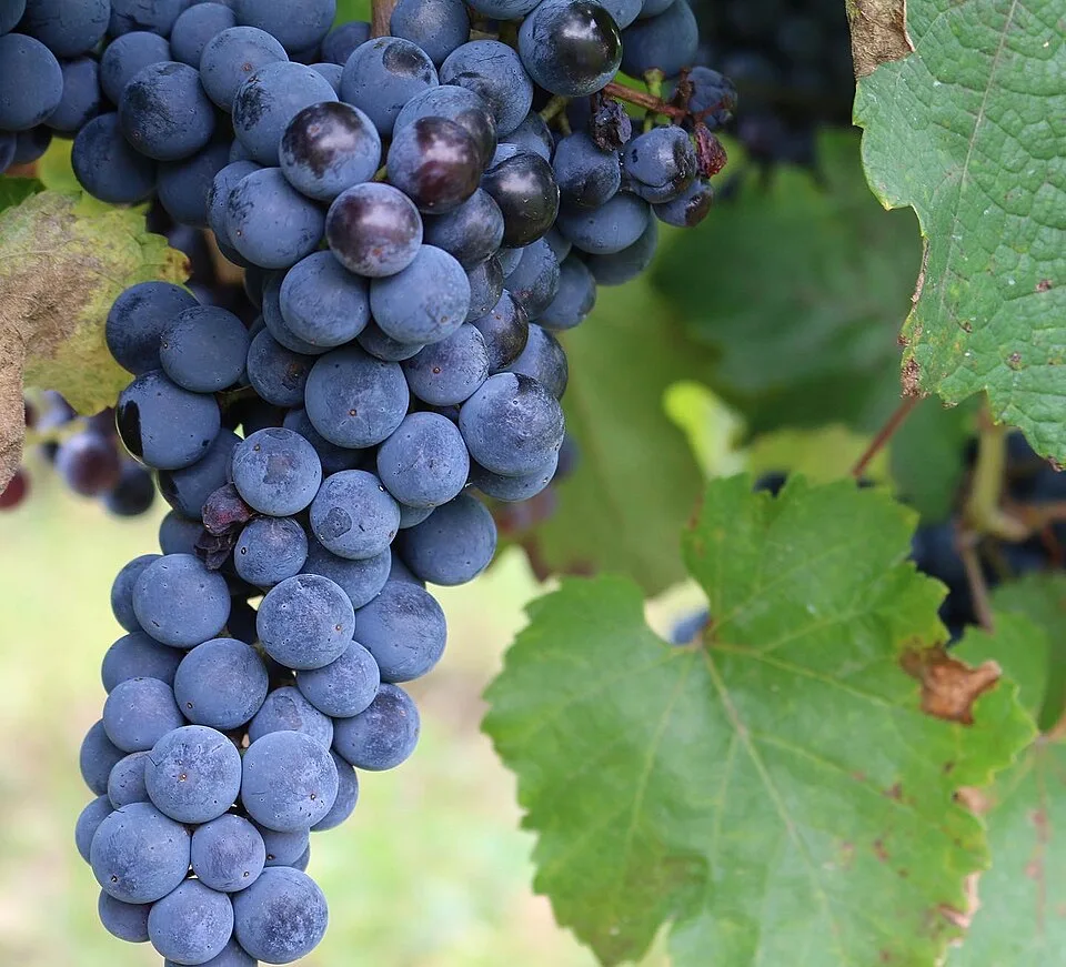 Cabernet Moravia