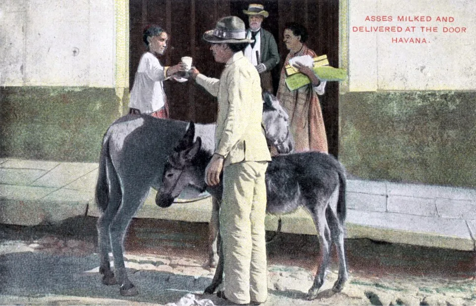 Lait d'ânesse