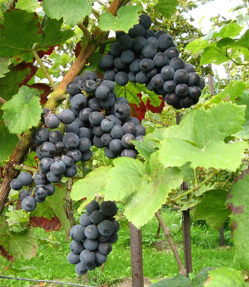 Pinot Noir Précoce