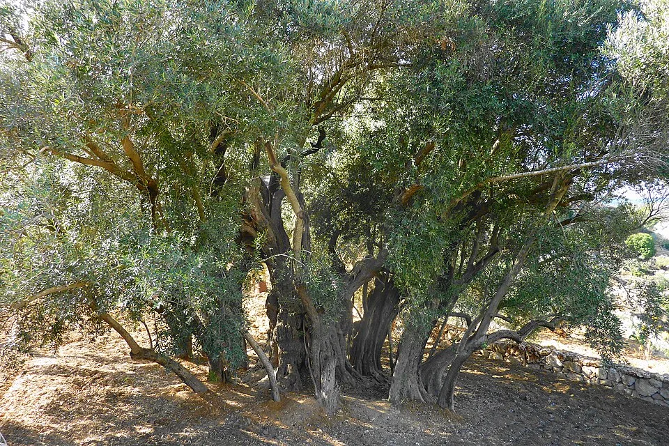 Al-Badawi-Olivenbaum