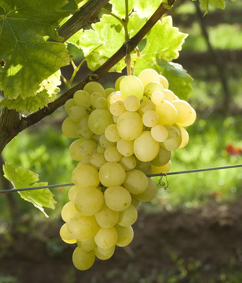 Muscat Reine des Vignes