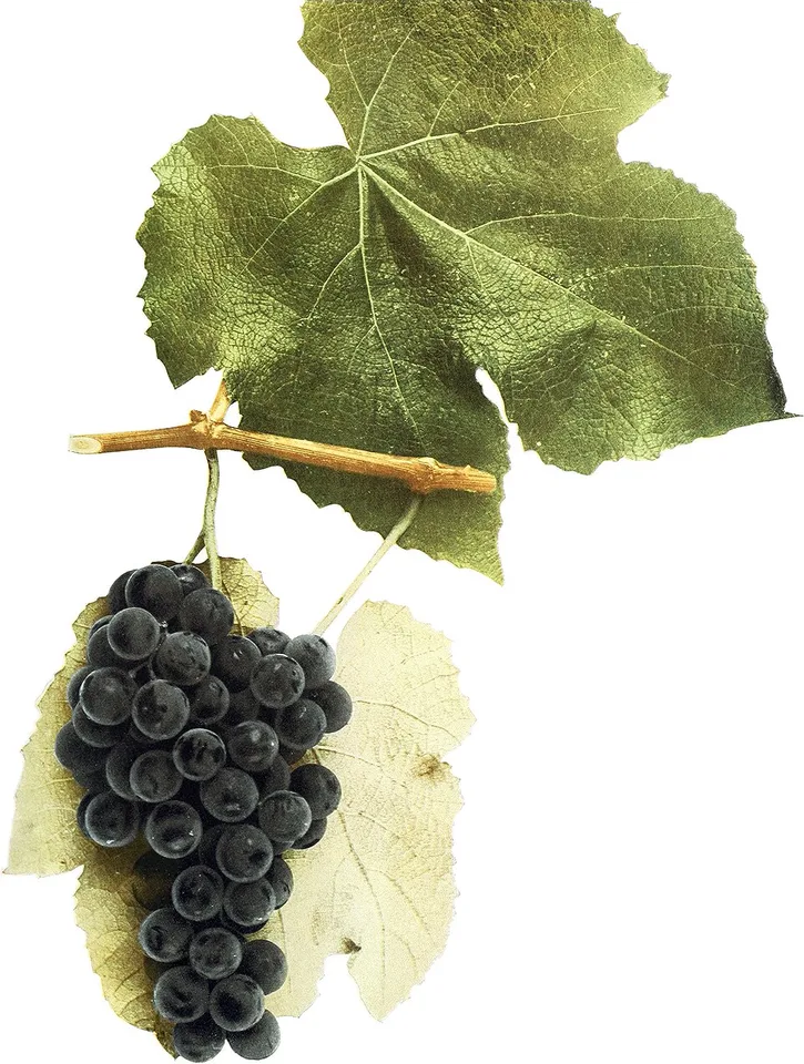 Fertile de Hartfort