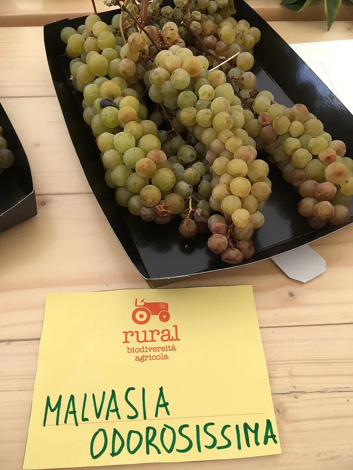 Malvasia Odorosissima