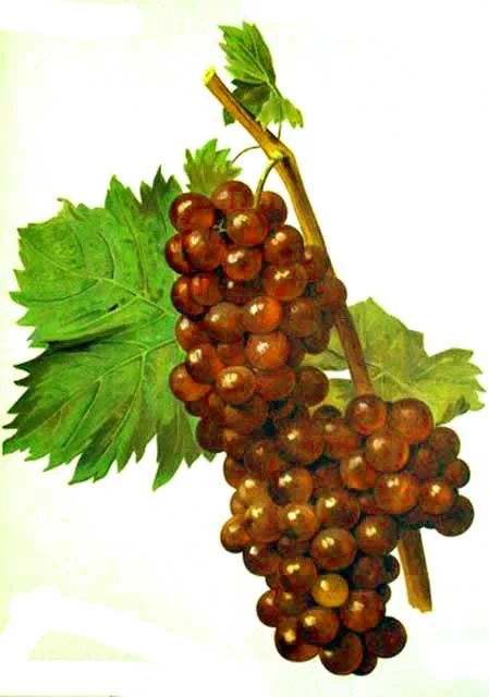 Moscato Violetto