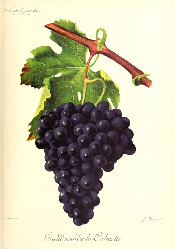 Grand Noir de la Calmette