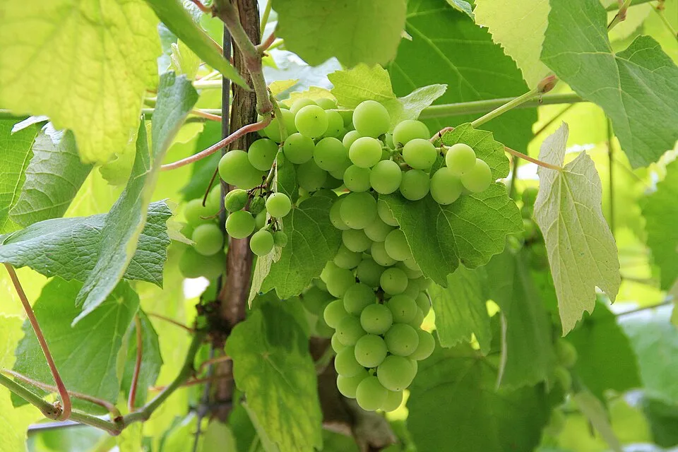 Albarino