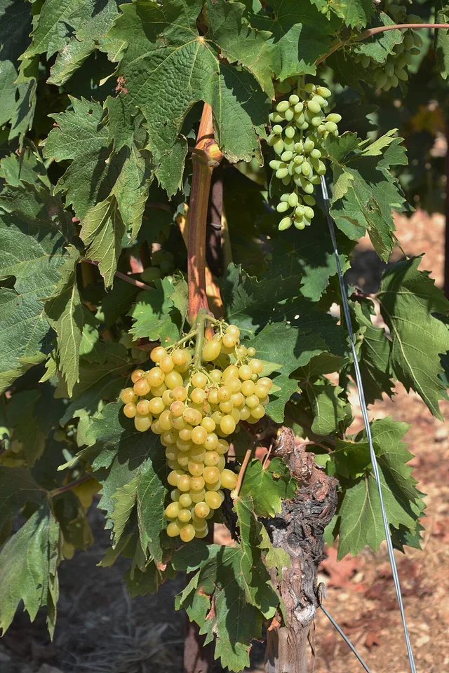 Clairette