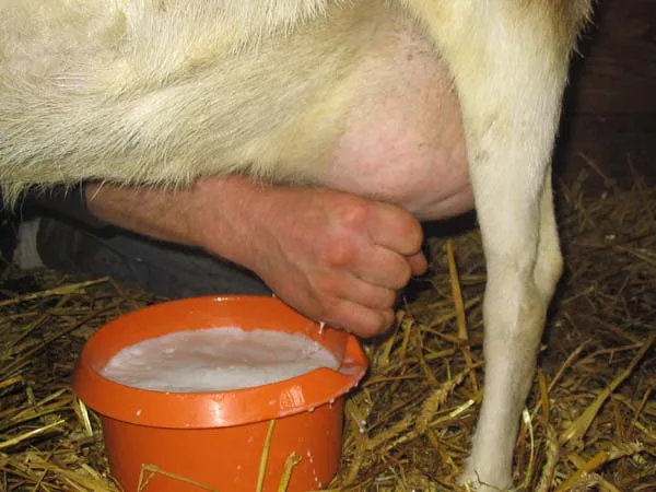 Goat's milk