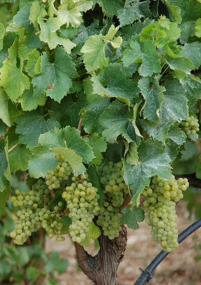 Garnacha blanca