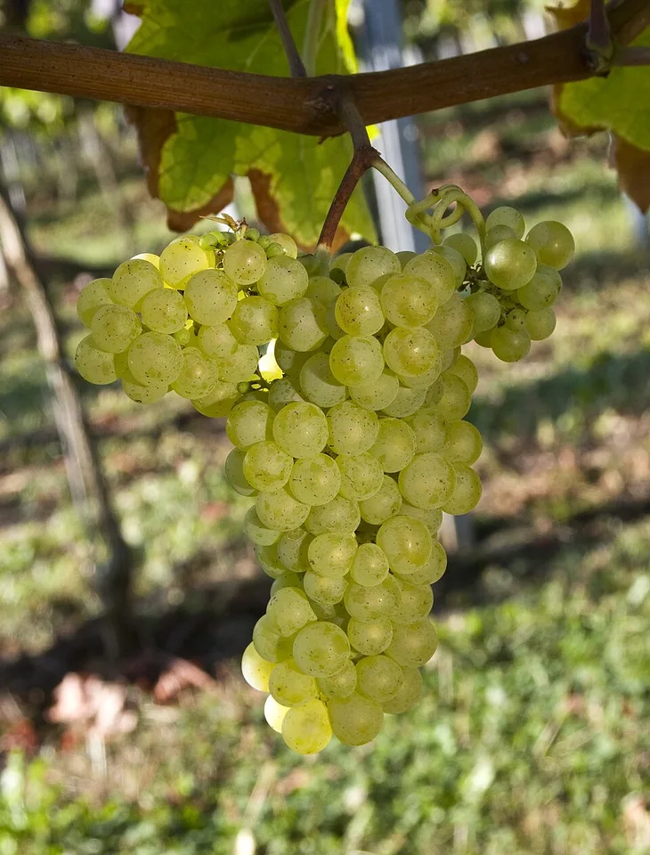 Sauvignon Vert