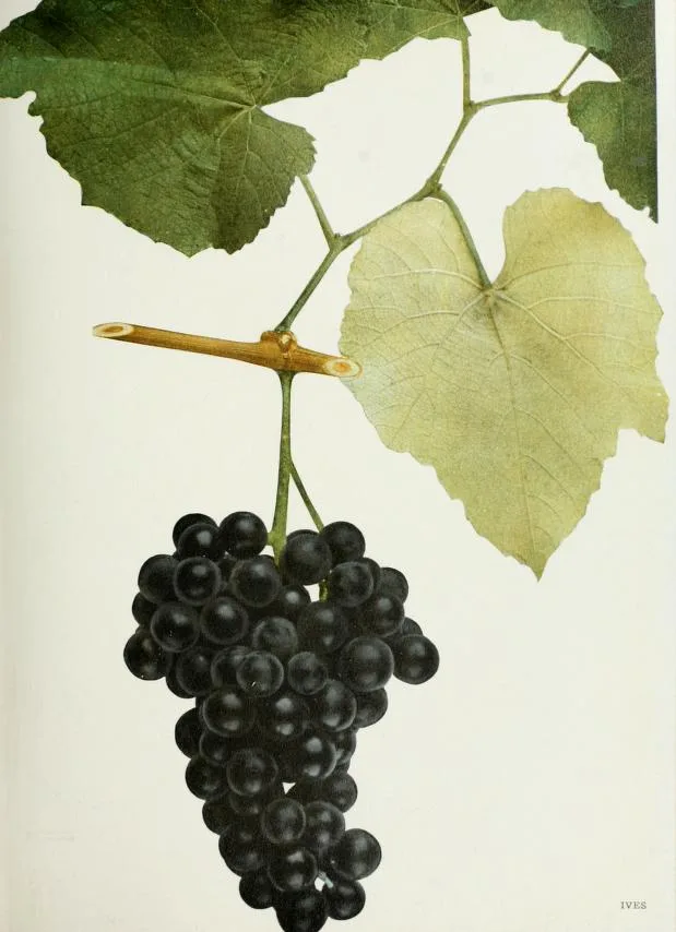 Ives Noir