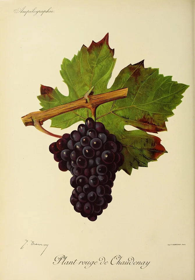 Gamay Teinturier de Chaudenay