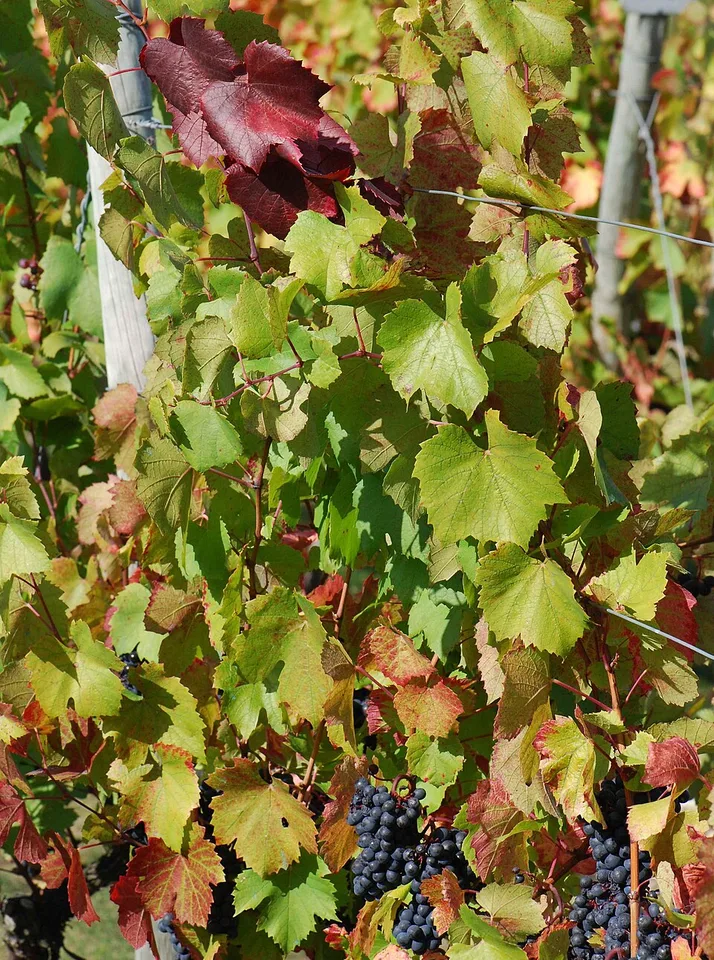 Gamay Teinturier de Bouze