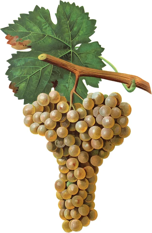 Genovese