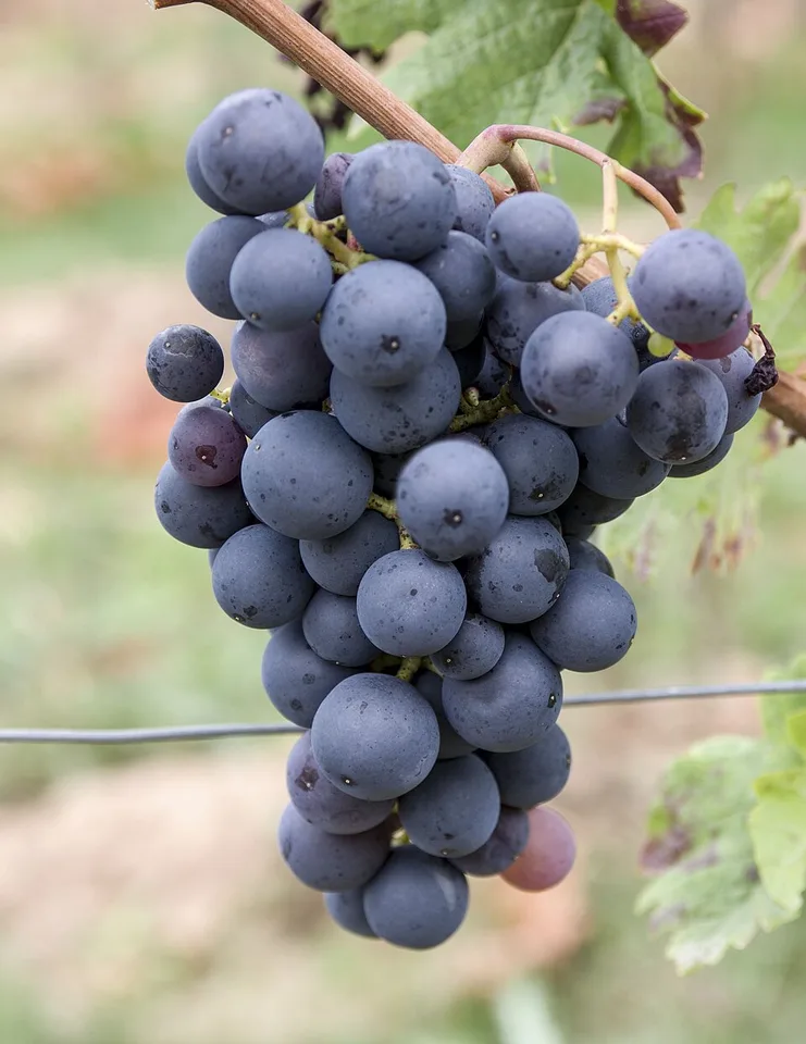 Uva di Troia