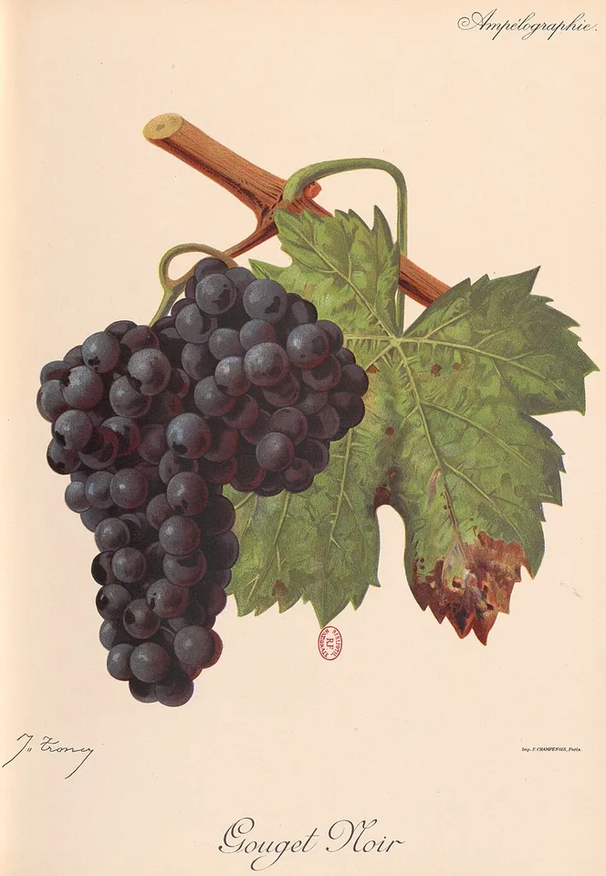 Gouget Noir