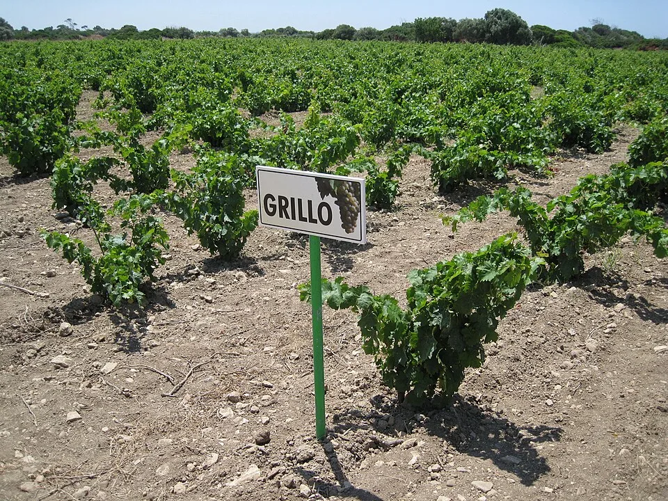 Grillo (Rebsorte)