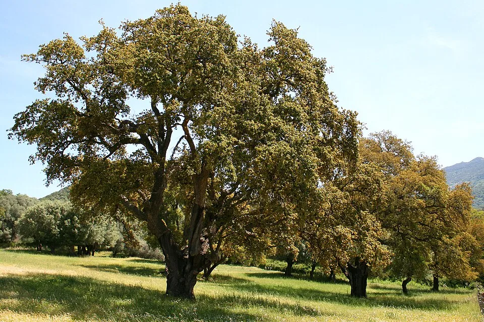 Quercia da sughero