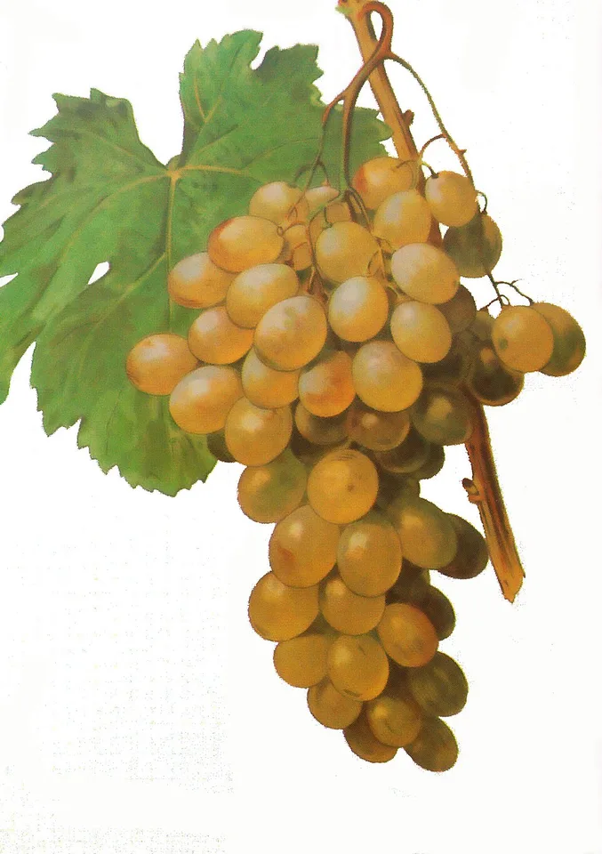Muscat d'Alexandrie