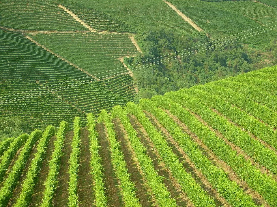 Piedmont