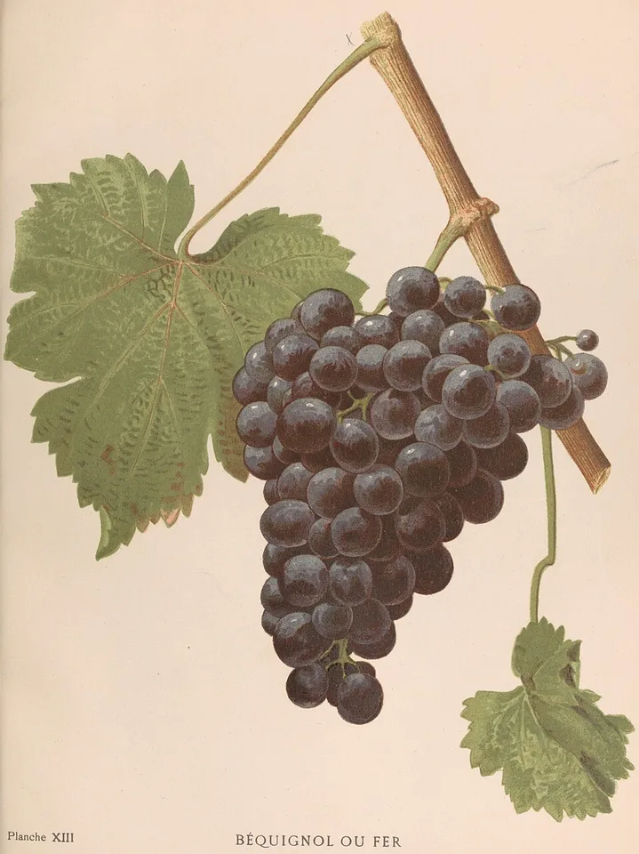 Béquignol Noir