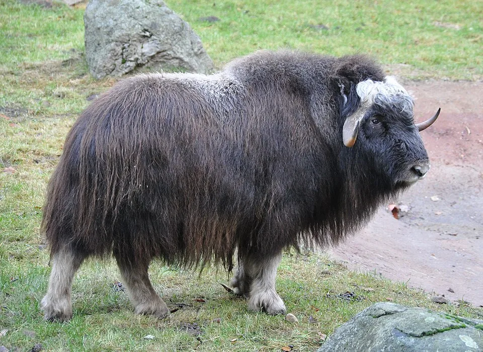 Bœuf musqué