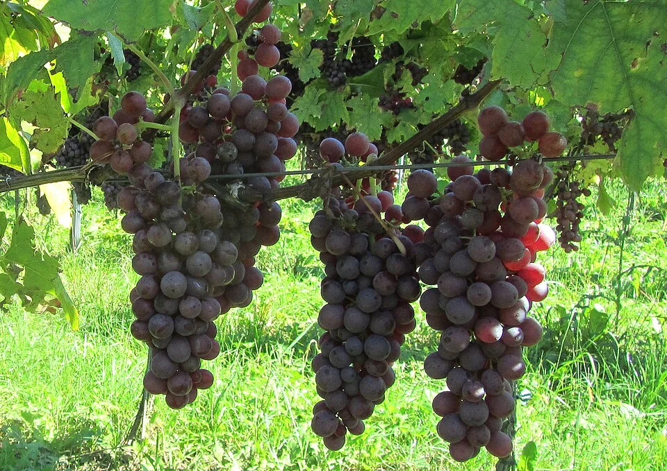 Müller-Thurgau Rot