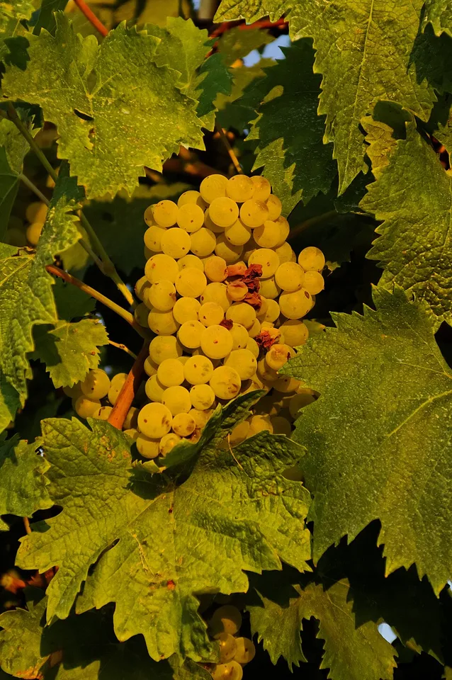 Verdicchio