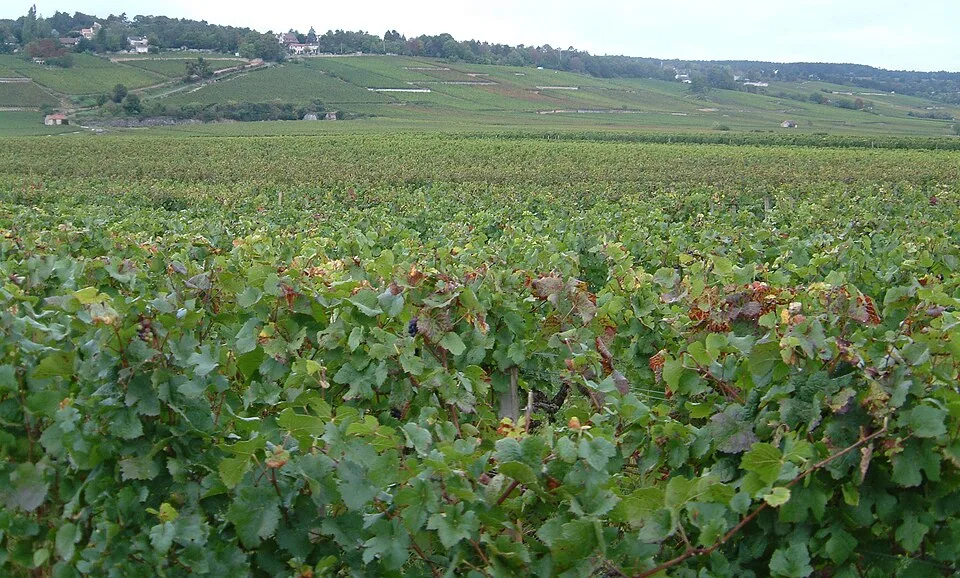 Les Climats, terroirs de Bourgogne