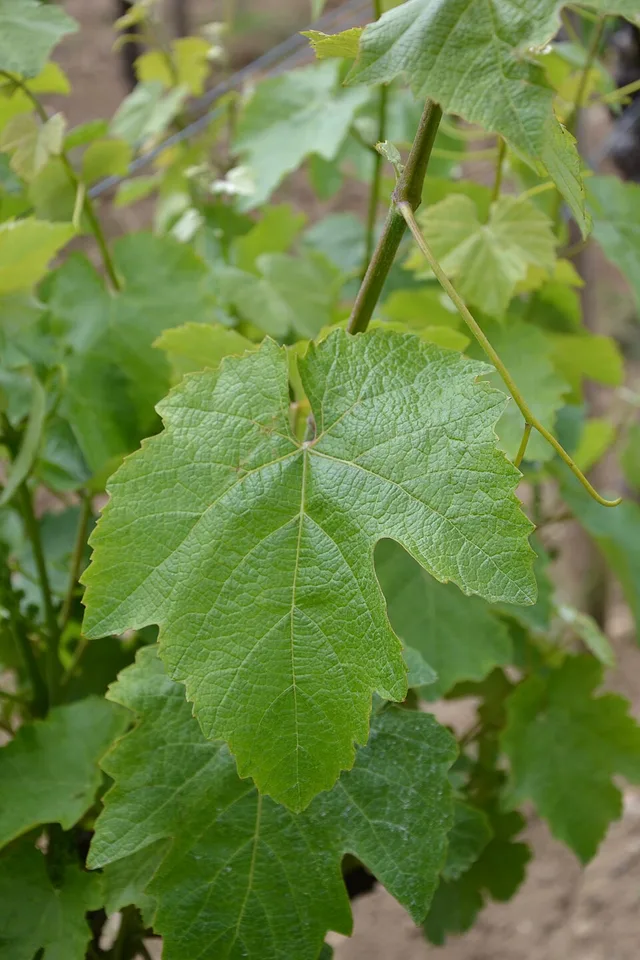 Jurançon