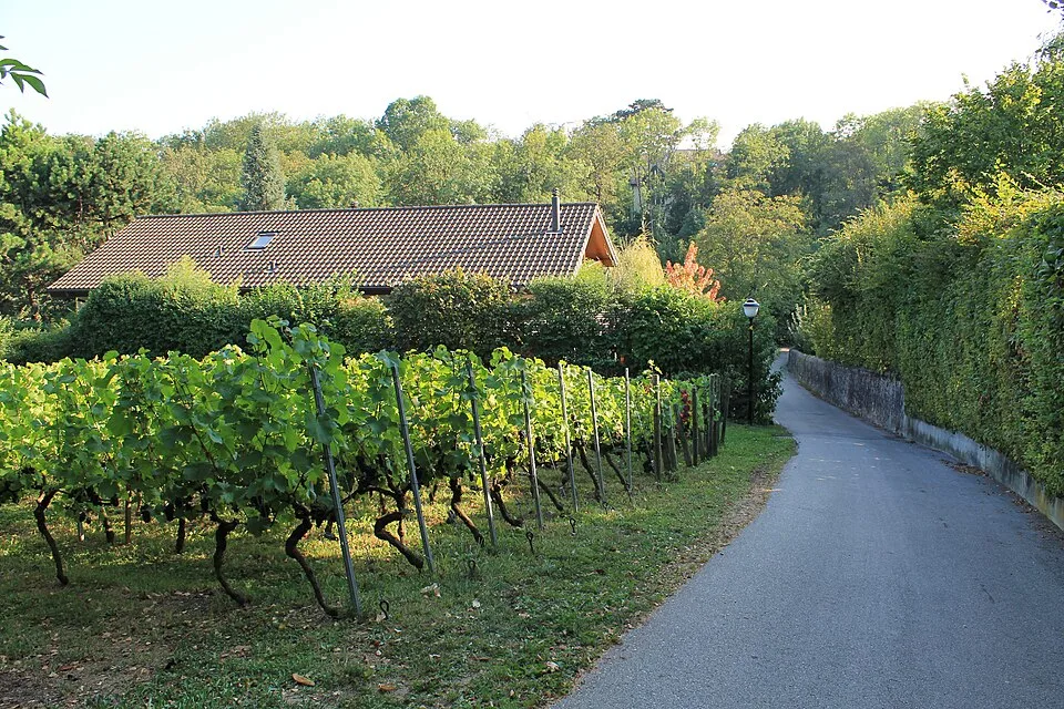 Coteaux de Tannay