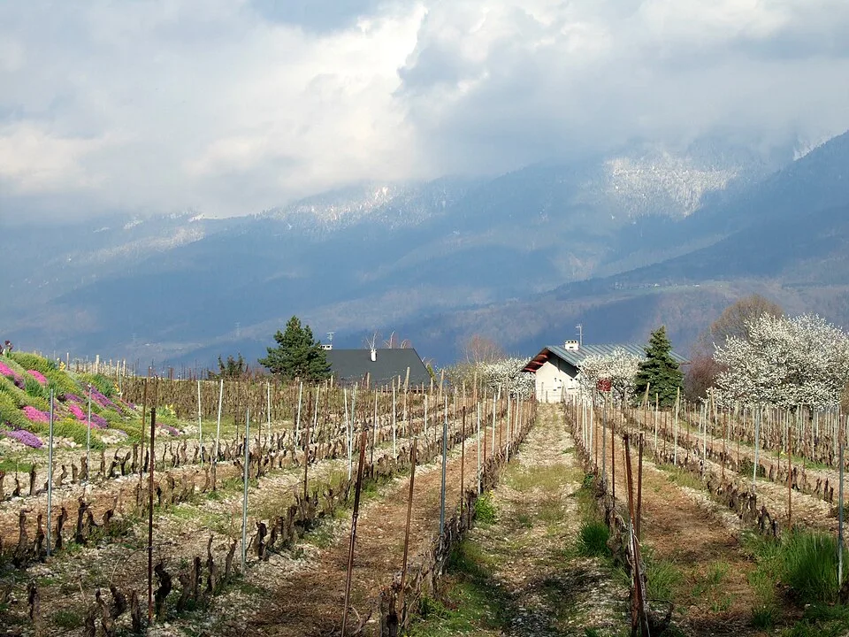 Vin des Allobroges