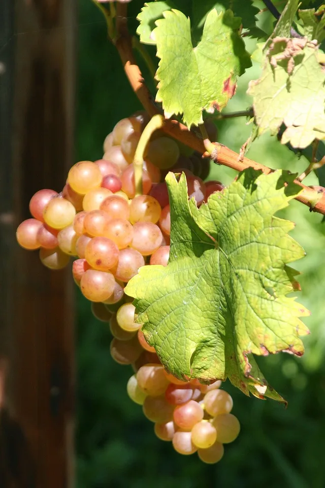 Muscat Rouge à Petits Grains