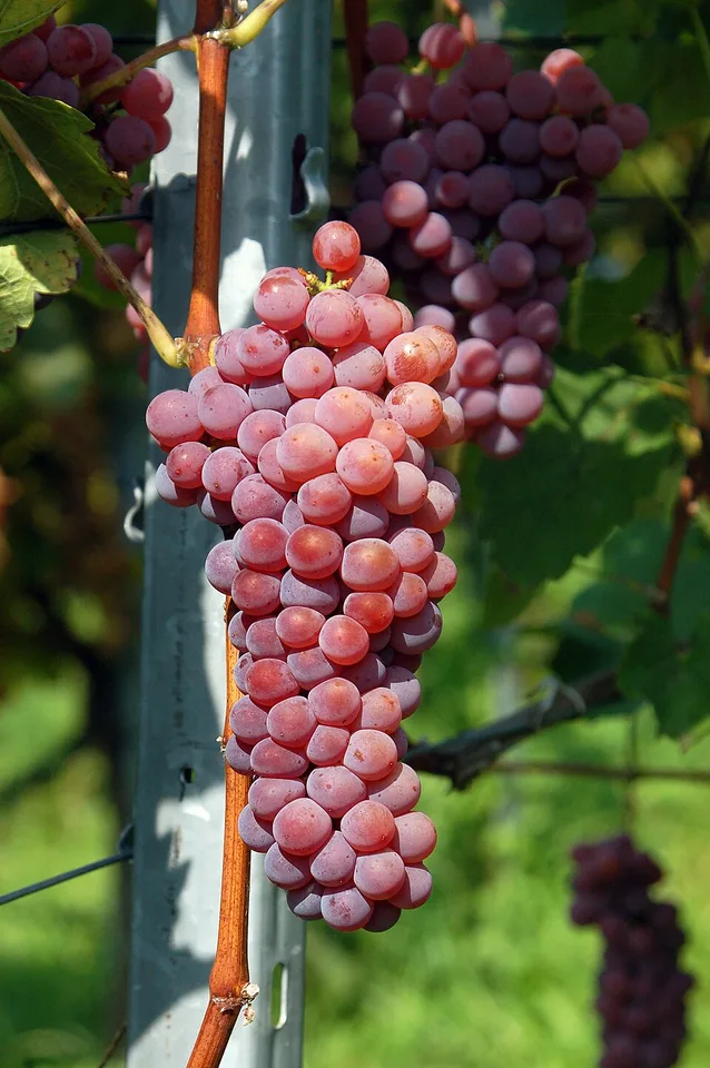 Souvignier Gris