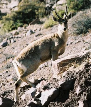Cervidés