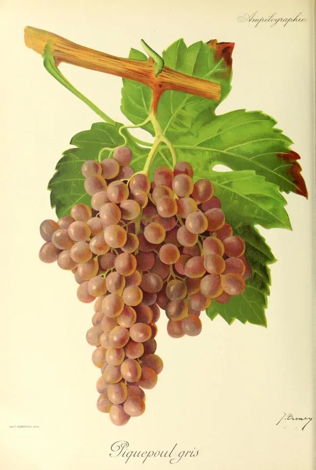 Piquepoul Gris
