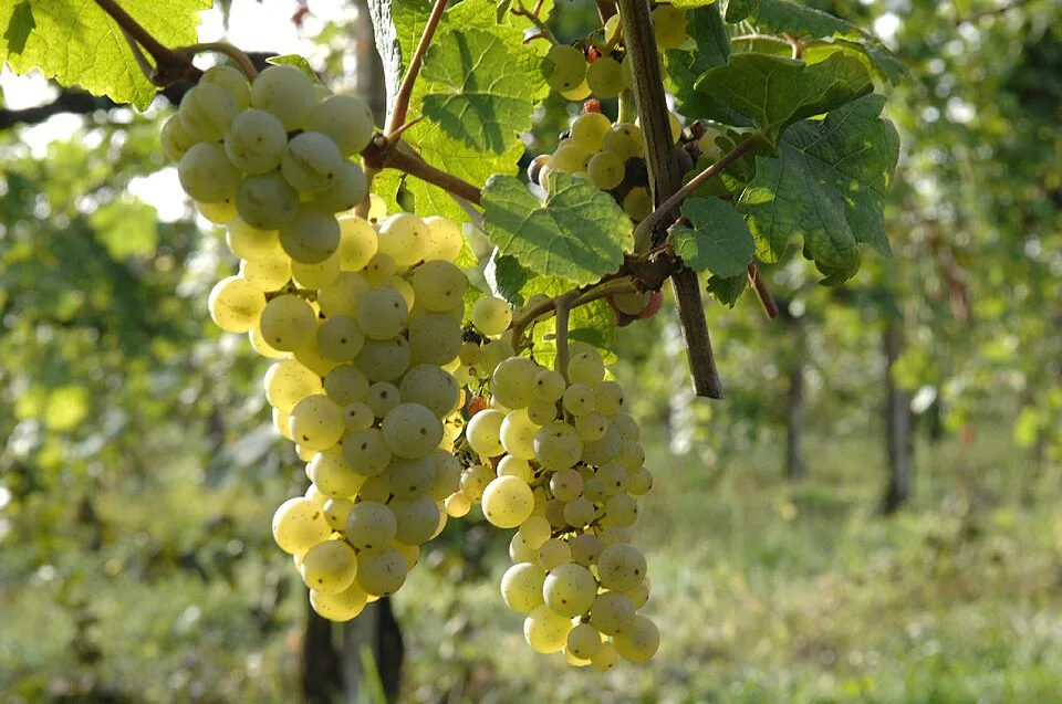 Manzoni bianco