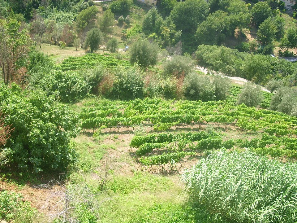 Alpes-Maritimes