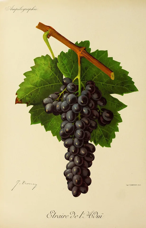 Étraire de la Dui