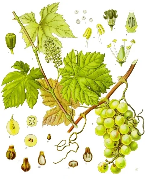 Виноград культурний (Vitis vinifera)