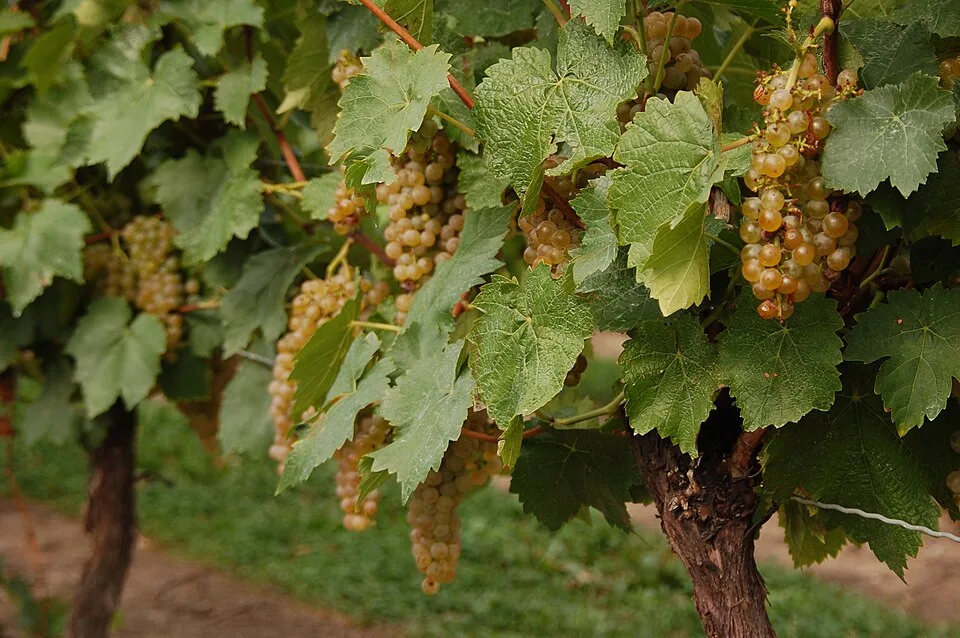 Vidal Blanc