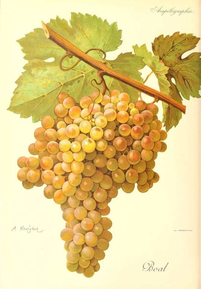 Malvasia Fina