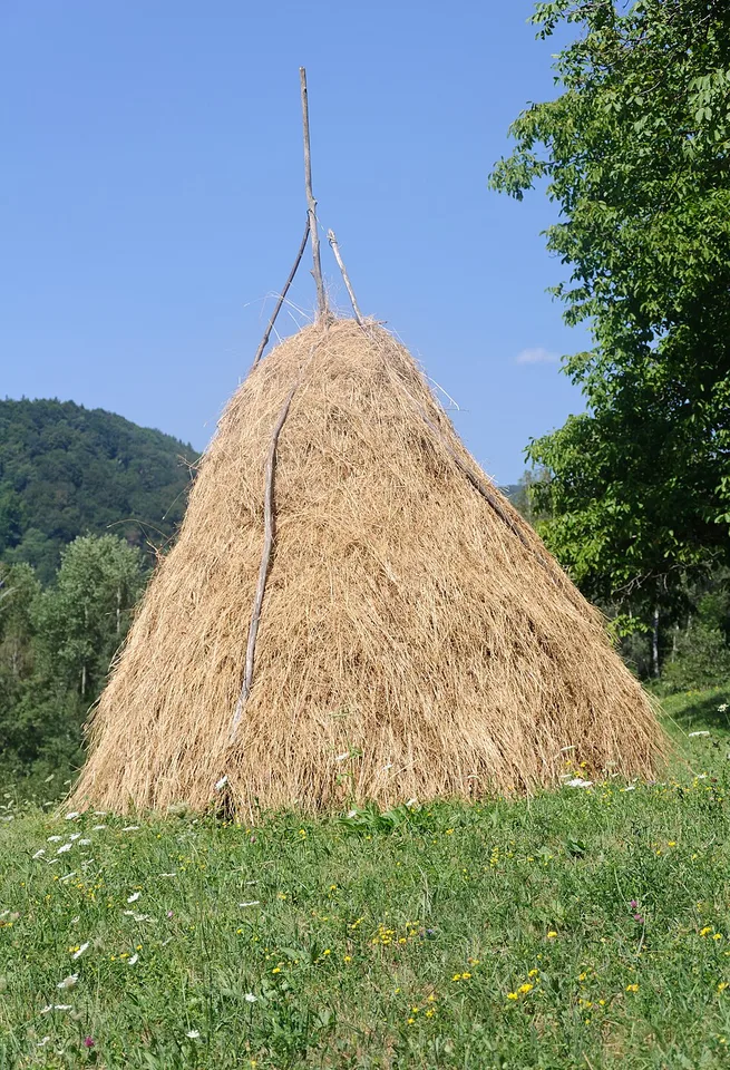 Сіно