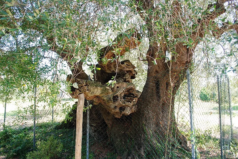 Olivo della Strega